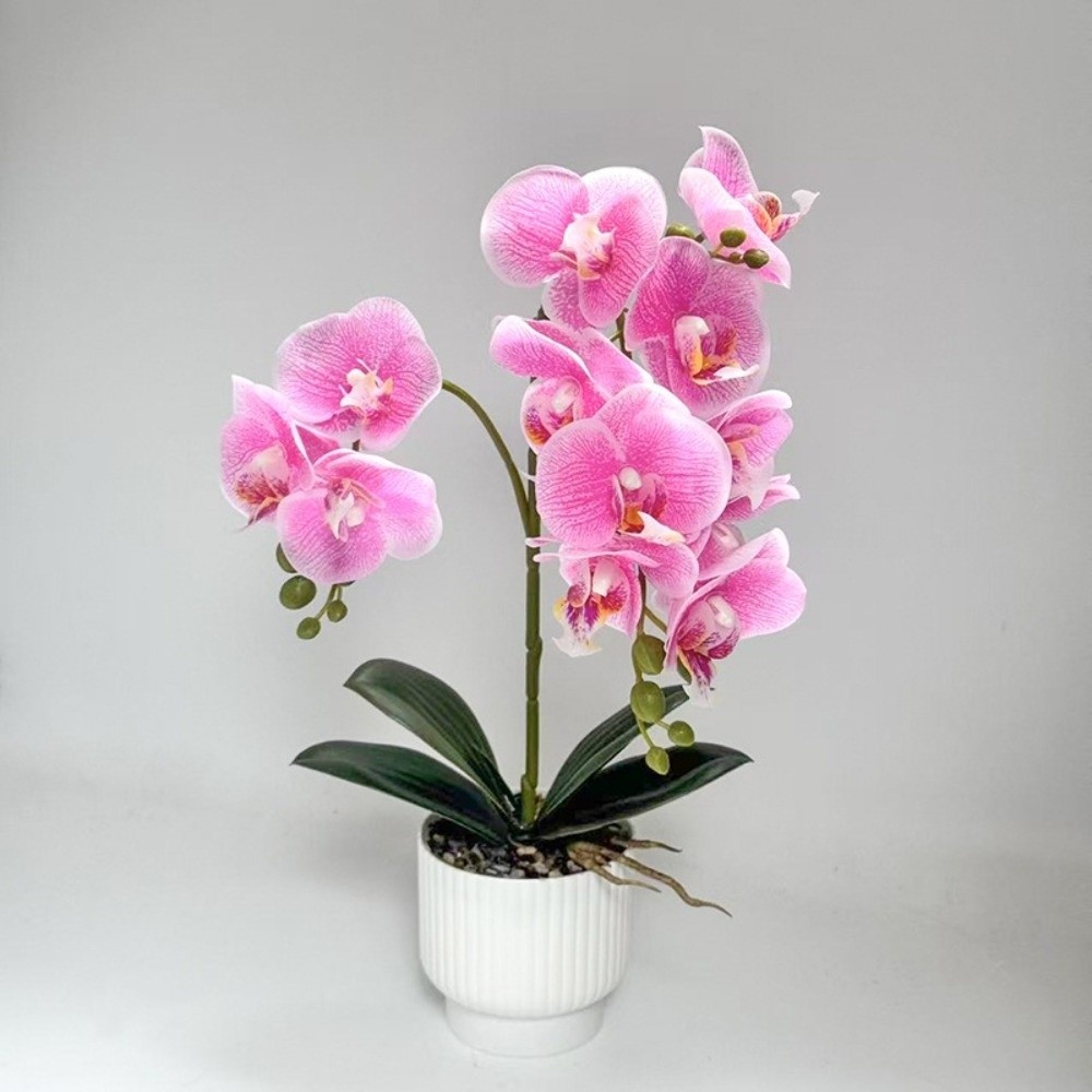 Multi-Bloom Simulated Butterfl - مراجعة Orchid Phalaenopsis وسعره