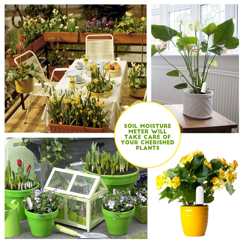 HHCC Flower Care Max Smart Pla - مراجعة Plant Parent App وسعره