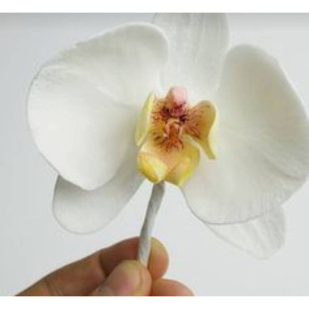 Orchid Flower Metal Cut Dies S - مراجعة Orchid Phalaenopsis وسعره
