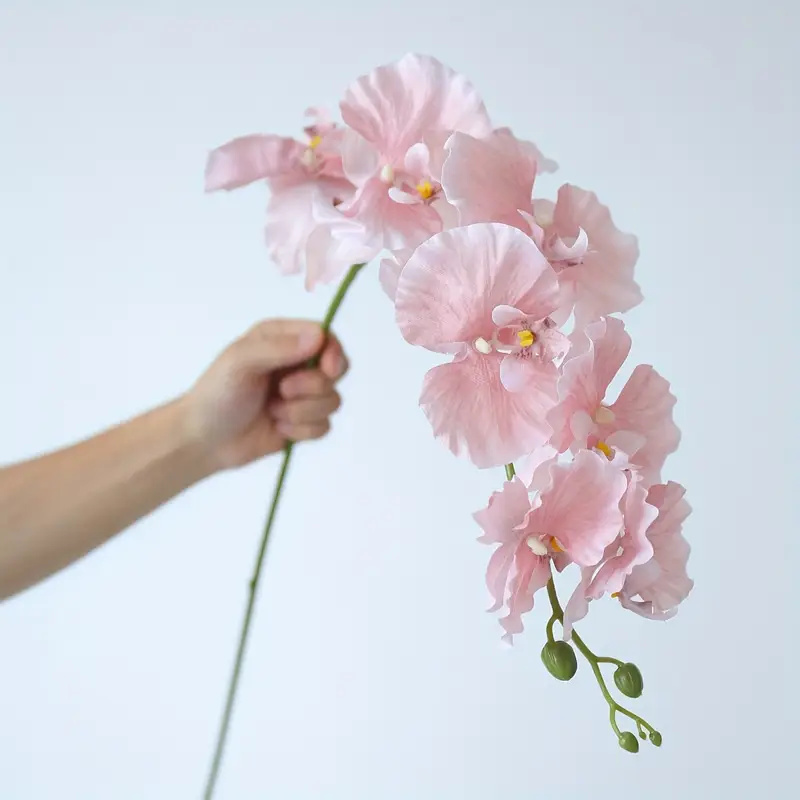 Long Branch Butterfly Orchids  - مراجعة Orchid Phalaenopsis وسعره
