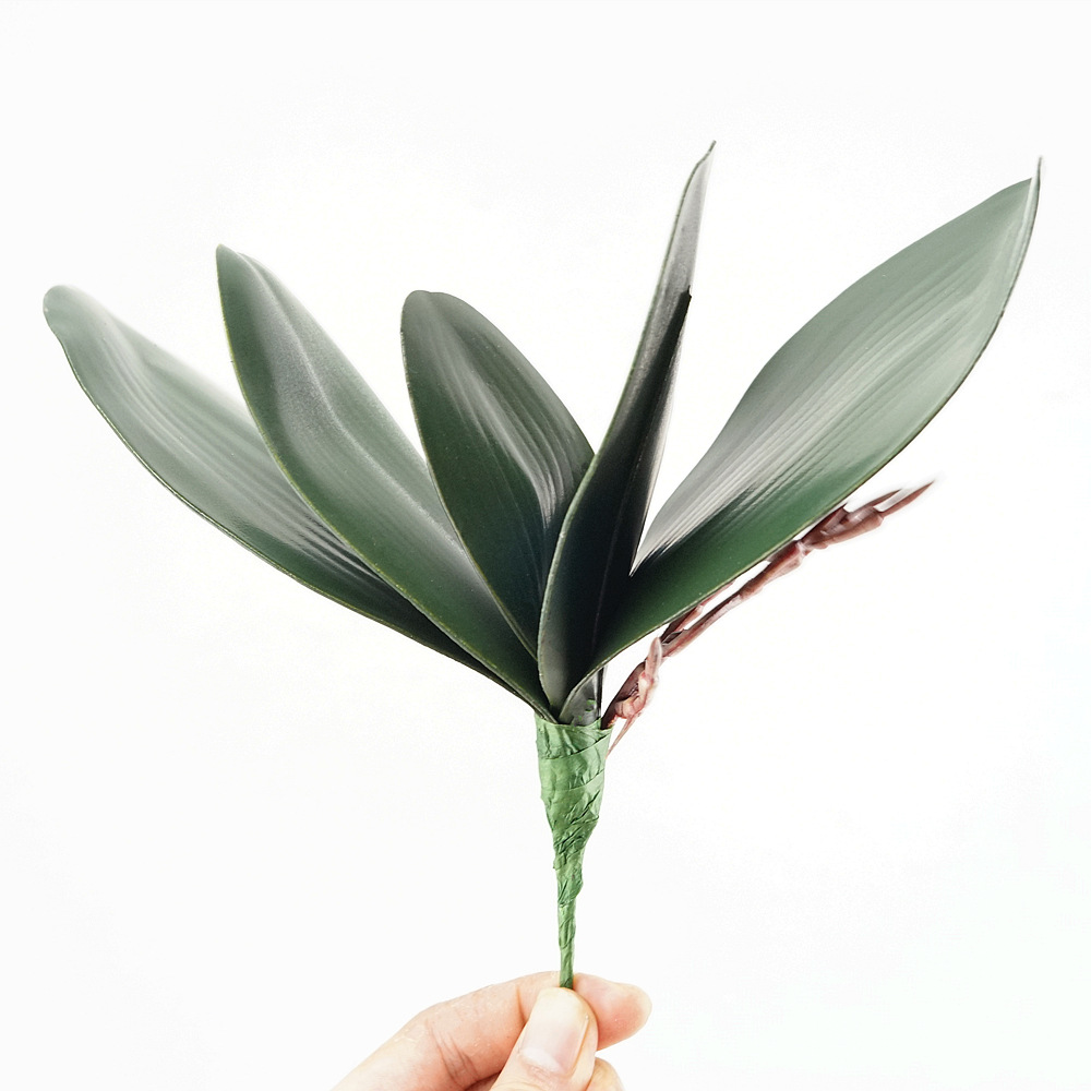 3pc Eva Simulation Phalaenopsi - مراجعة Orchid Phalaenopsis وسعره