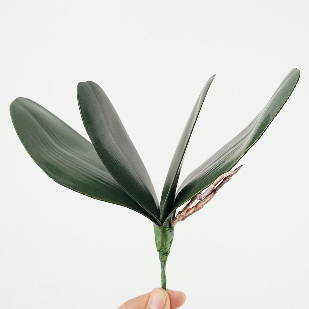 3pc Eva Simulation Phalaenopsi - مراجعة Orchid Phalaenopsis وسعره