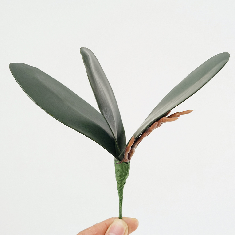 3pc Eva Simulation Phalaenopsi - مراجعة Orchid Phalaenopsis وسعره