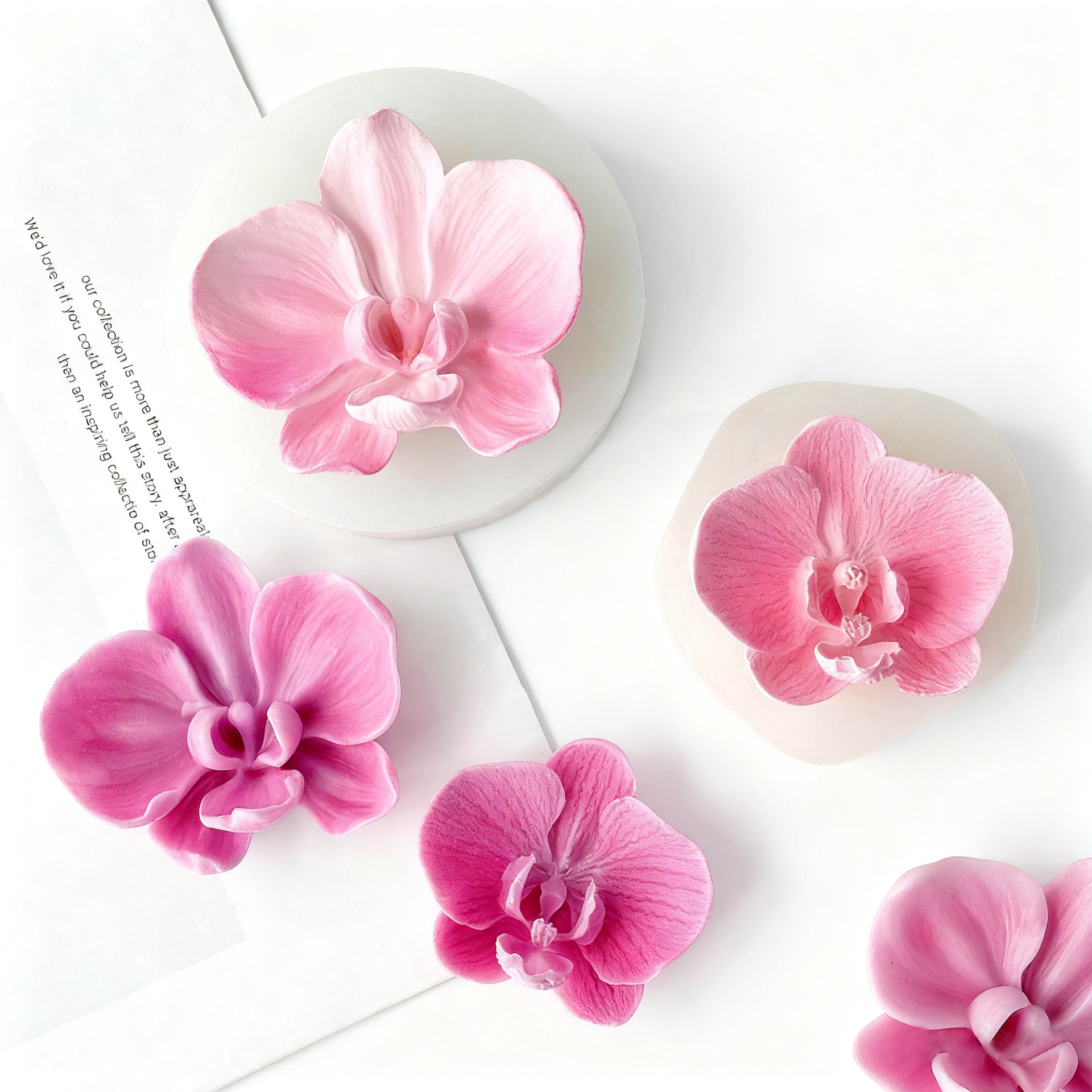Phalaenopsis Orchid Flower Can - مراجعة Orchid Phalaenopsis وسعره