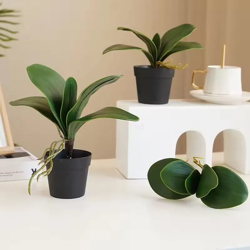 5 pieces of imitation orchid l - مراجعة Orchid Phalaenopsis وسعره