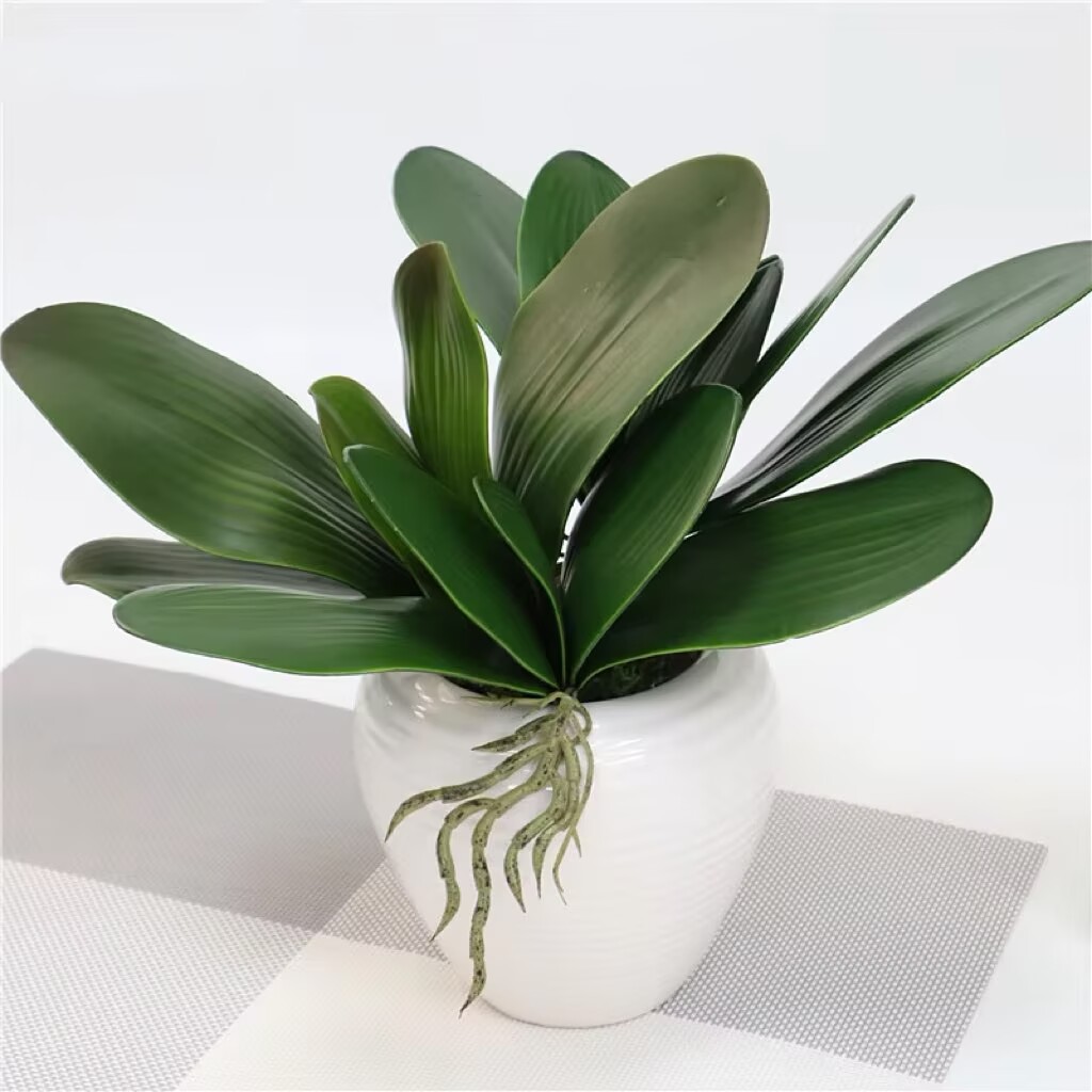 5 pieces of imitation orchid l - مراجعة Orchid Phalaenopsis وسعره